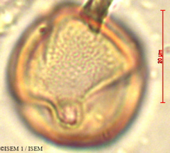 Entada africana - lame n° 24919